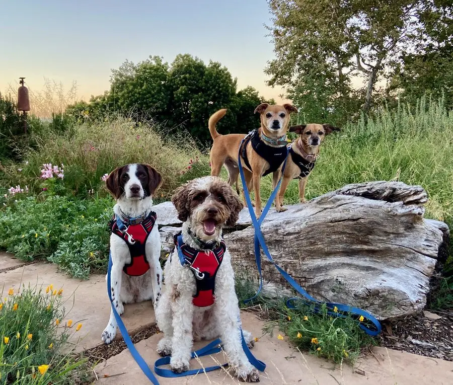 Four happy dogs on a walk in Manhattan Beach and the South Bay