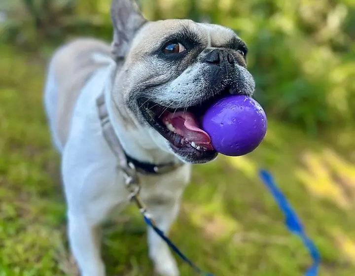 French Bulldog playing with a ball, cared for by Potato Pups