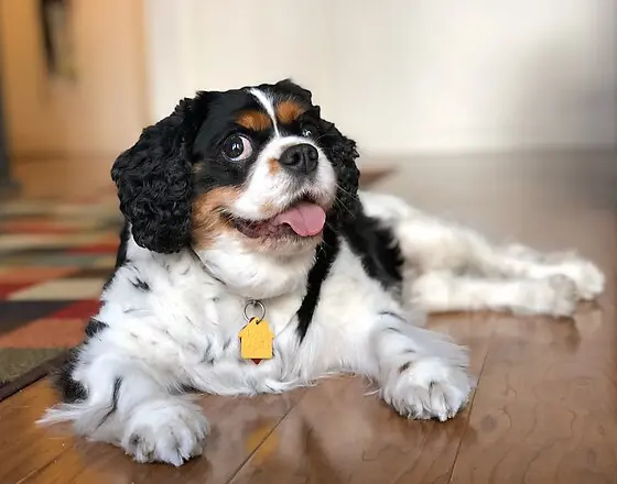 Happy Cavalier King Charles Spaniel resting at home during Potato Pups vacation care