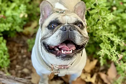 Happy dog cared for locally by Potato Pups in Manhattan Beach