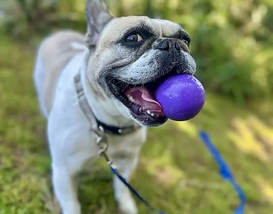 Happy dog out on a walk with Potato Pups