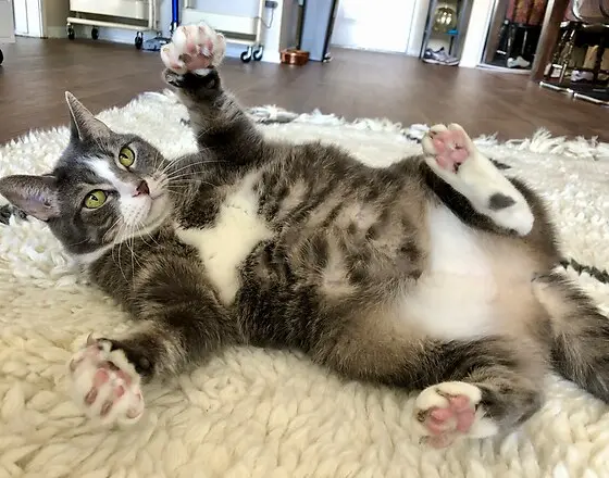 Playful cat greeting Potato Pups during a drop-in visit