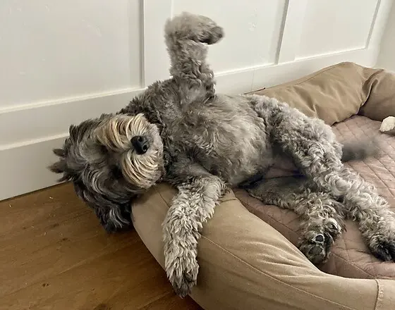 Relaxed dog resting comfortably at home during a Potato Pups pet sitting stay