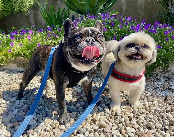 Two happy dogs together during Potato Pups daycare